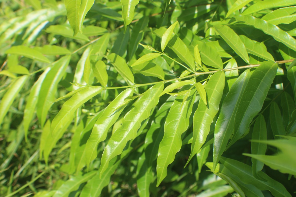 Wrightia angustifolia Thwaites